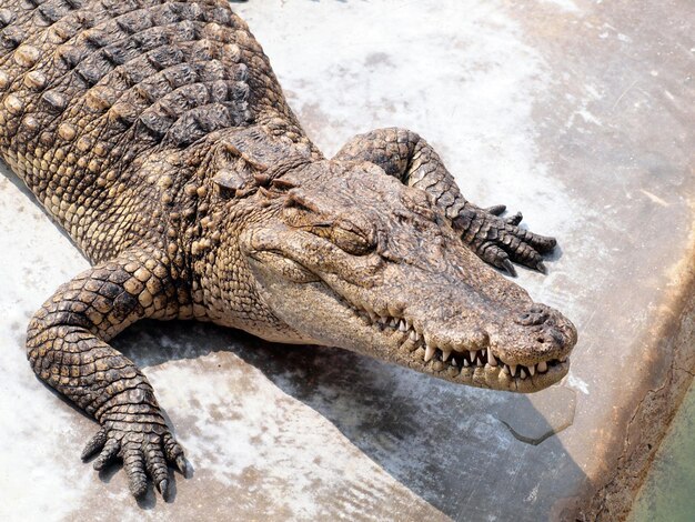 Photo close-up of crocodile