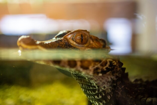 Photo close-up of crocodile