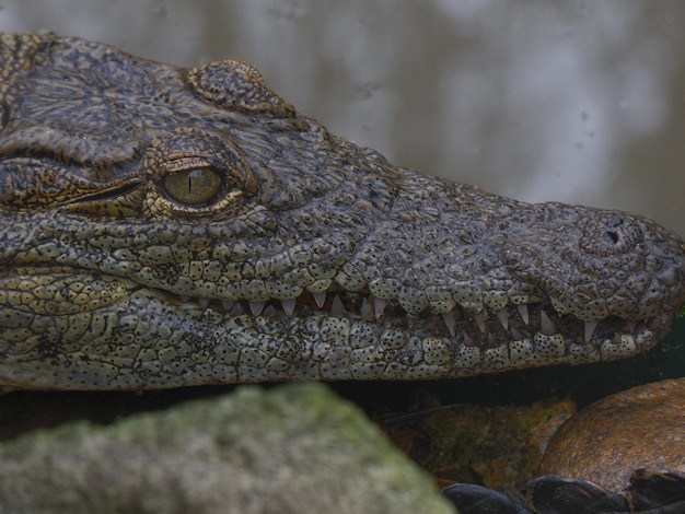 Photo close-up of crocodile