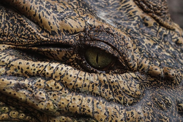 Photo close-up of crocodile