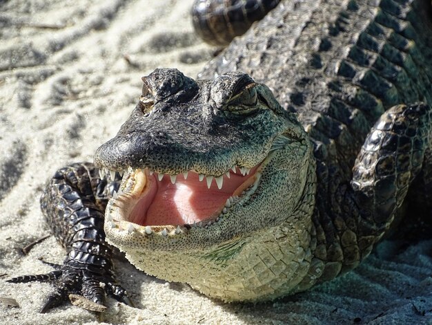 Photo close-up of crocodile