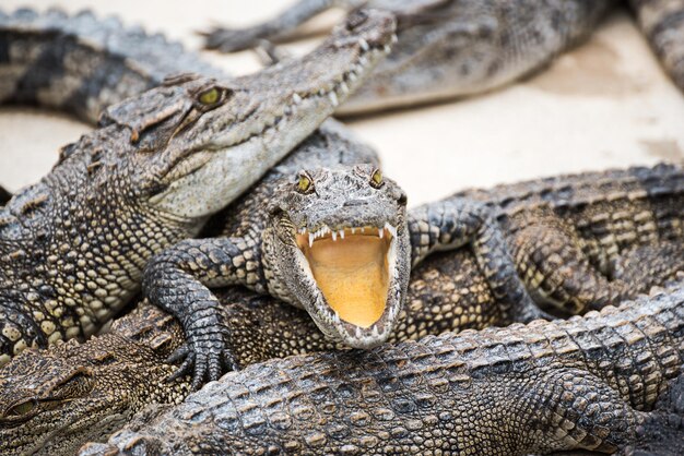 Close-up of crocodiles