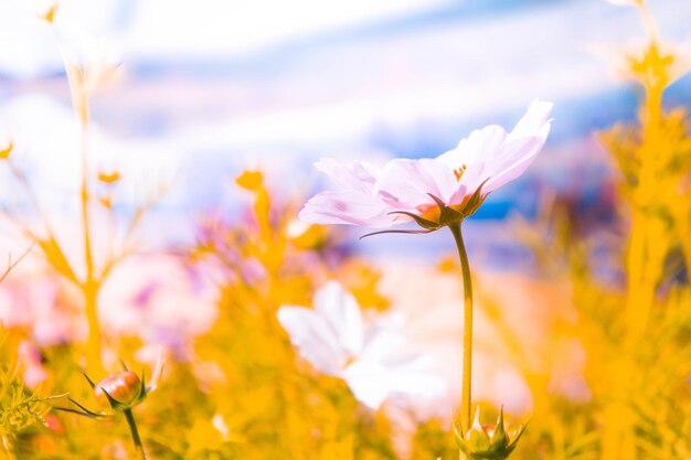 Close-up of crocus blooming on field against sky