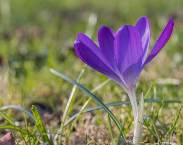 Photo close-up of crocus blooming outdoors