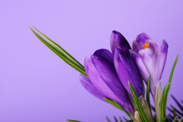 Close up crocus flower