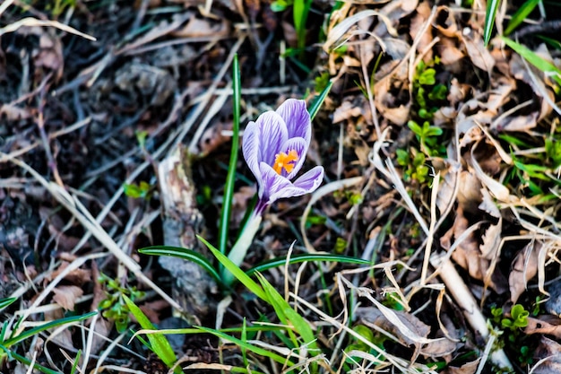 Foto prossimo piano del crocus sulla pianta