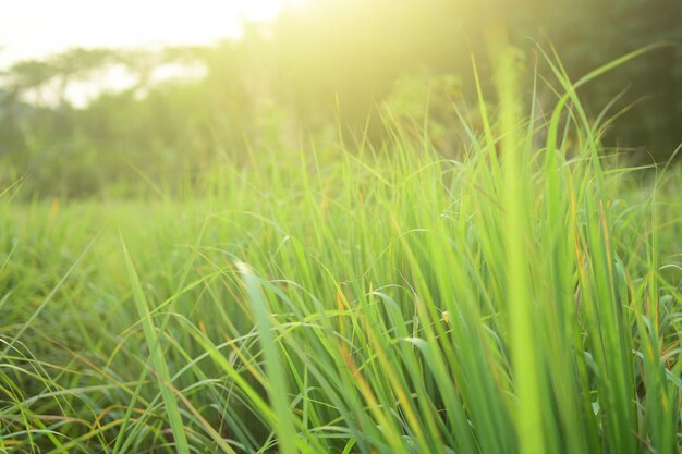 Photo close-up of crop in field