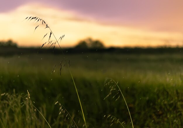 Photo close-up of crop growing on field during sunset