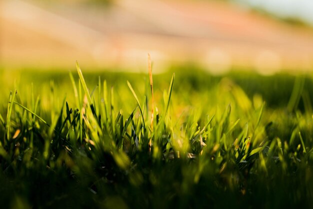 Close-up of crop growing on field