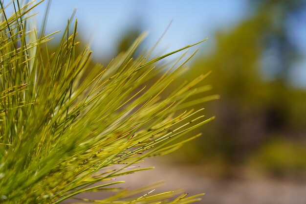 Close-up of crop growing in field