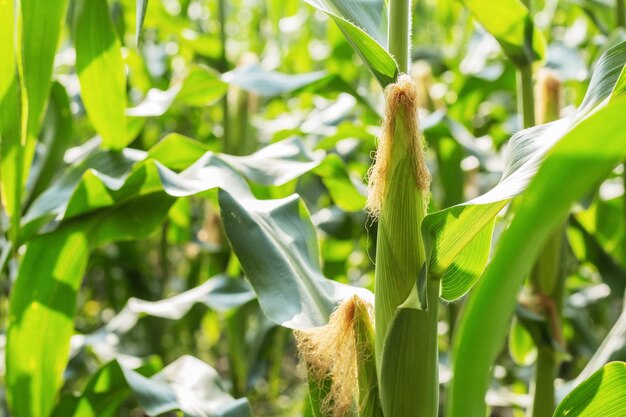 Close-up of crop growing on field