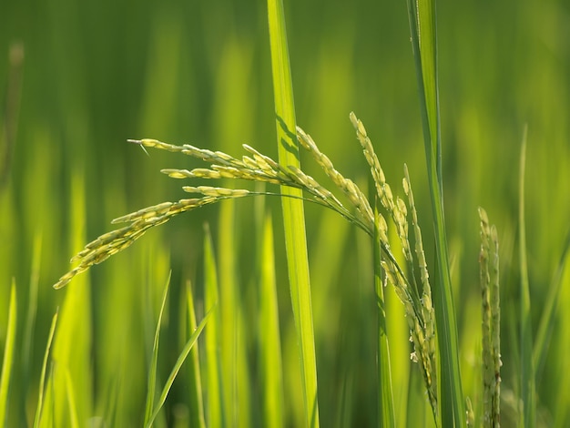 Photo close-up of crop growing on field