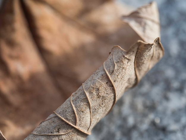 Foto prossimo piano di una foglia secca tagliata