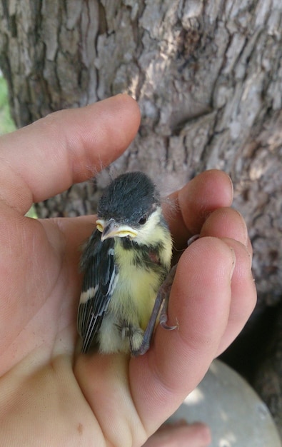 Photo close-up of cropped hand holding bird