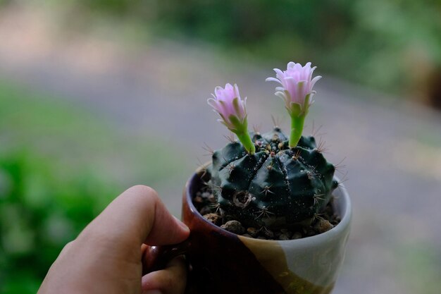 Photo close-up of cropped hand holding cup with plant