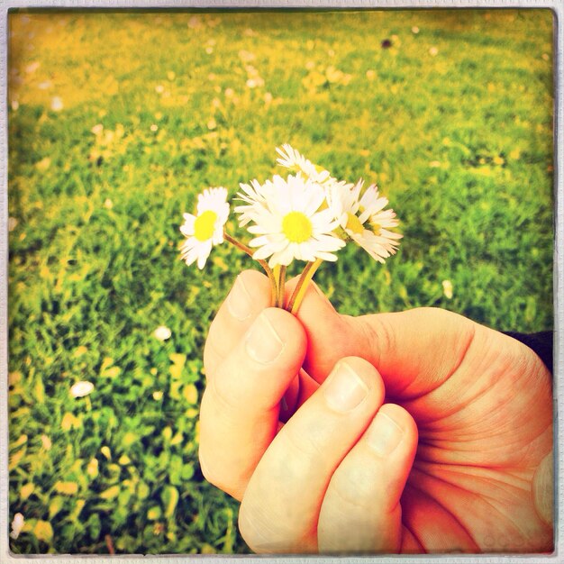 Foto close-up di un fiore tagliato tenuto in mano