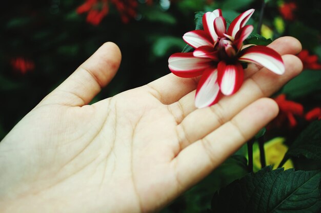 Close-up of cropped hand holding flower