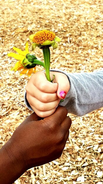 Close-up of cropped hand holding flower