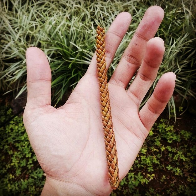 Photo close-up of cropped hand holding grass