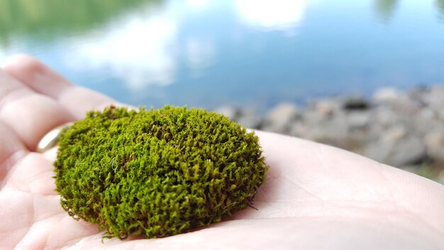 Close-up of cropped hand holding plant