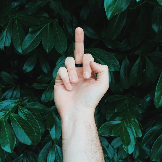 Foto prossimo piano della pianta tagliata con la mano