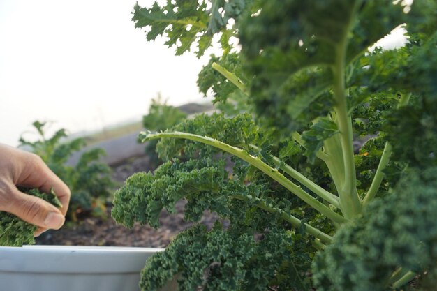 close-up of cropped hand holding plant