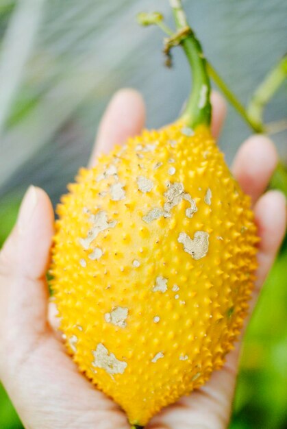 Close-up of cropped hand holding yellow fruit