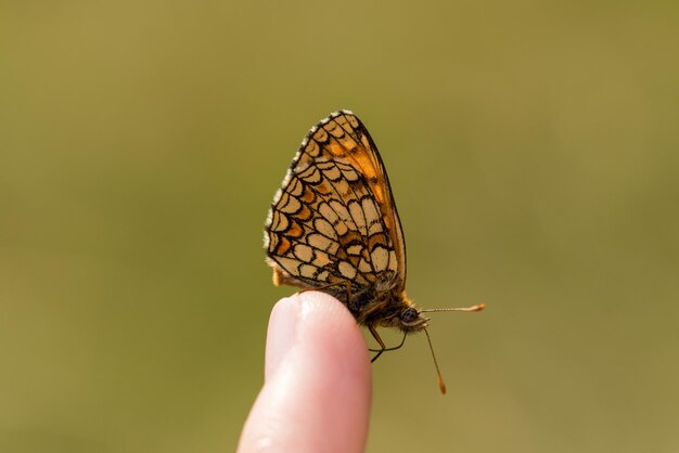 Foto prossimo piano della mano tagliata