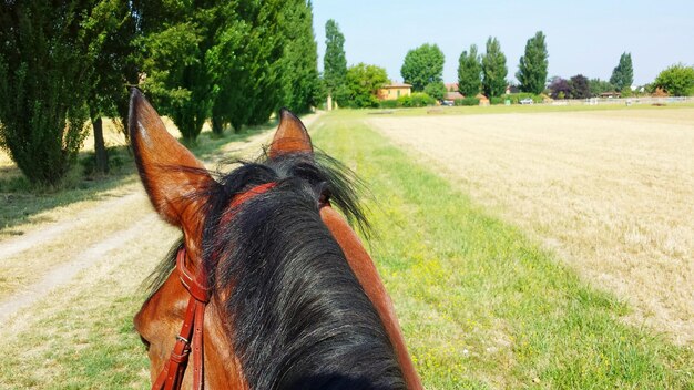 Foto close-up di un cavallo tagliato contro il paesaggio