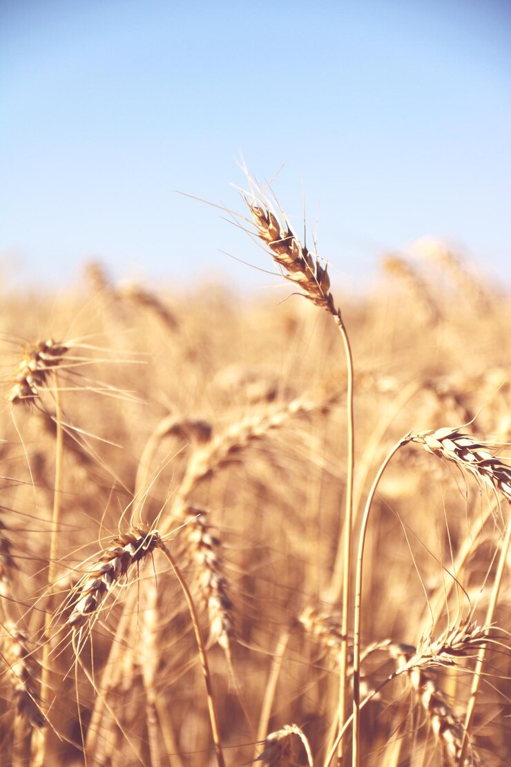 Photo close-up of crops against clear sky