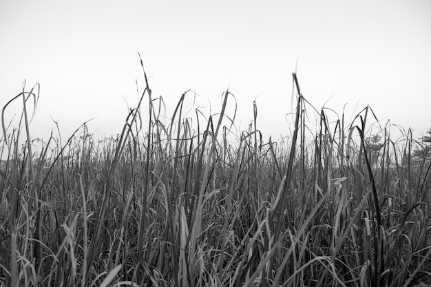 Photo close-up of crops on field against clear sky