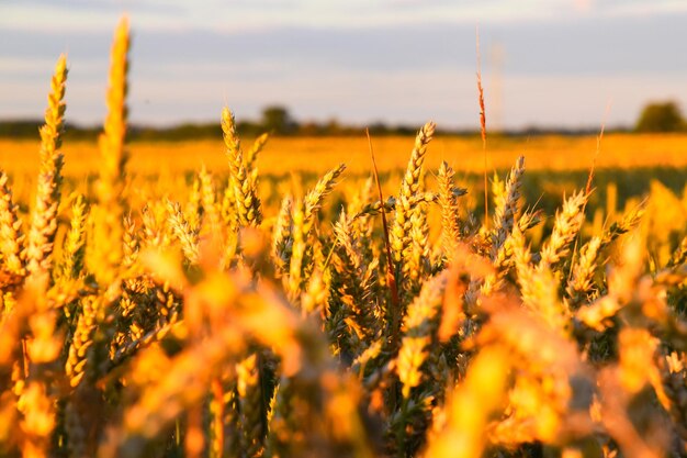 Close-up of crops on field against sky