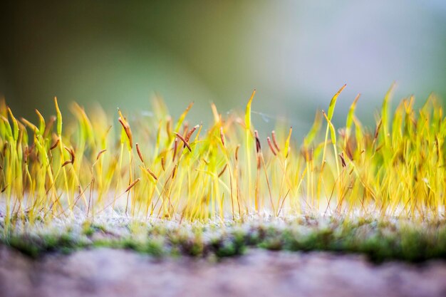 Foto close-up delle colture sul campo contro il cielo