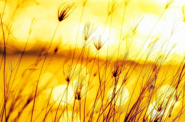 Close-up of crops on field against sky