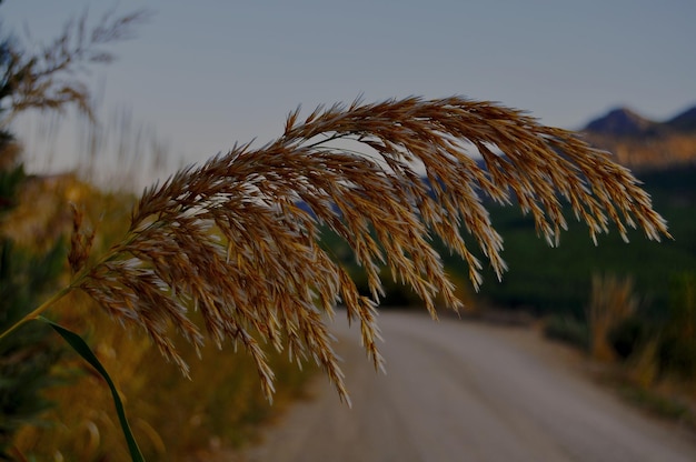 Close-up of crops on field against sky