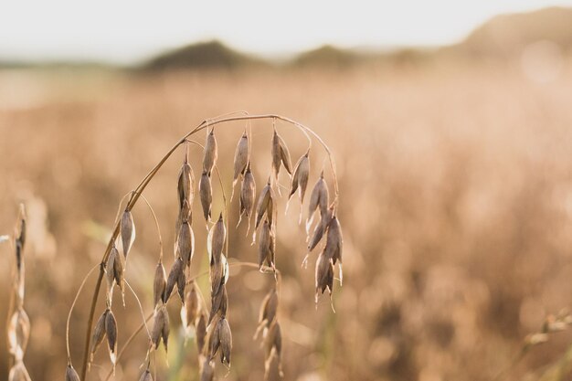 Close-up of crops on field