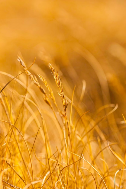 Photo close-up of crops on field