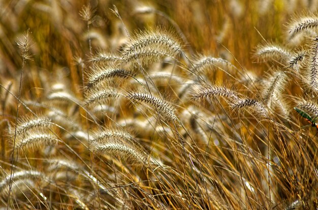 Photo close-up of crops on field