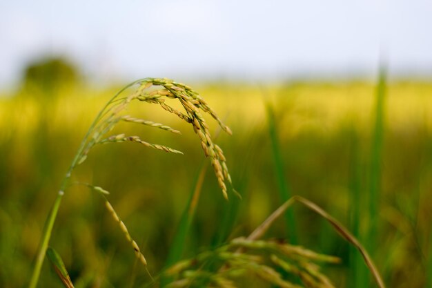 Photo close-up of crops on field