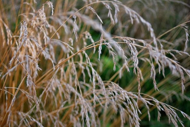 Photo close-up of crops on field