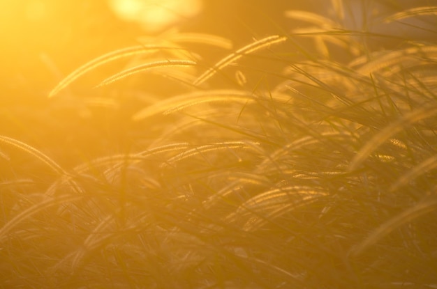 Close-up of crops on field