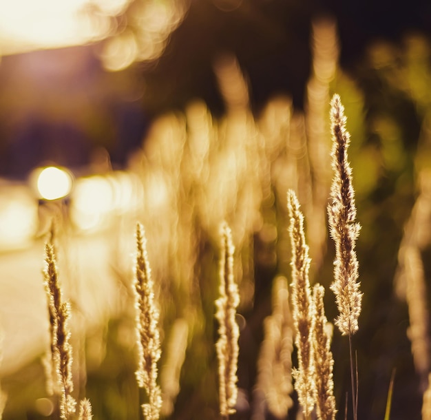 Photo close-up of crops on field