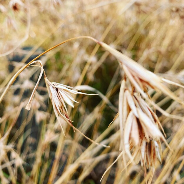 Photo close-up of crops on field