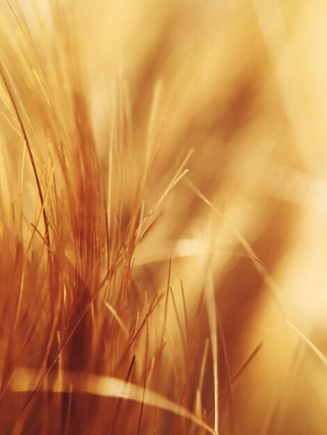 Photo close-up of crops on field