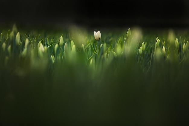 Close-up of crops on field