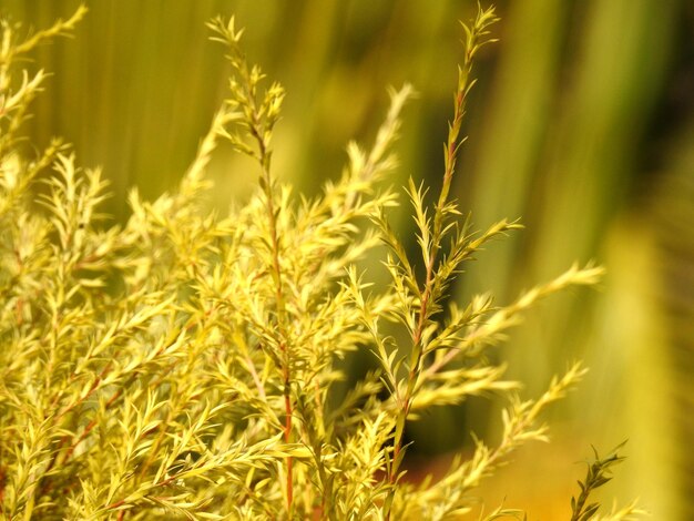 Close-up of crops on field