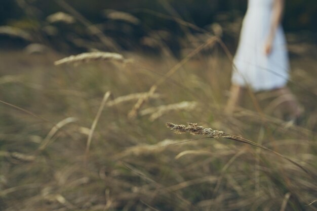 Close-up of crops on field