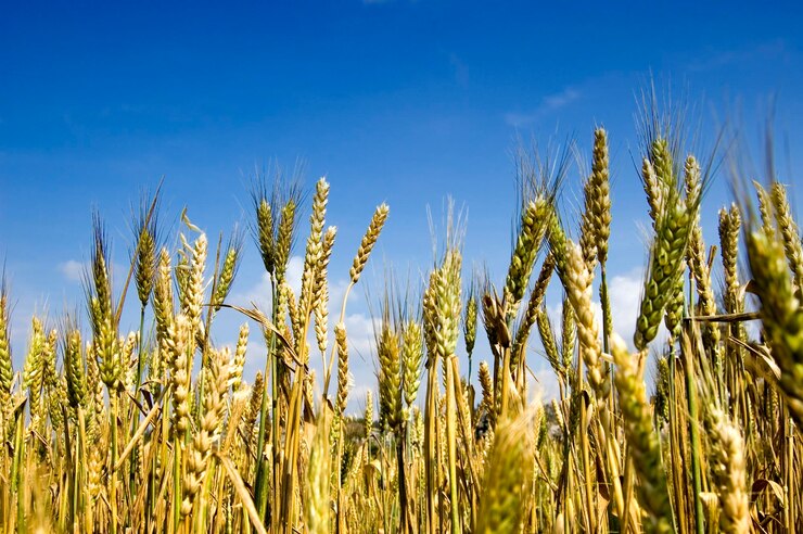 Photo close-up of crops growing at farm against blue sky