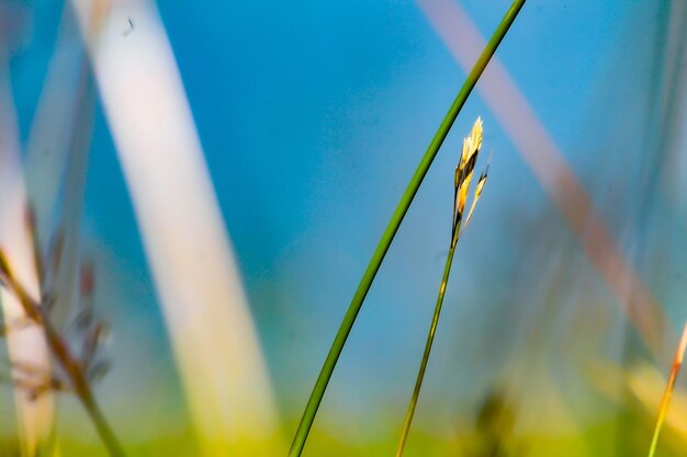 Close-up of crops growing on field against blue sky