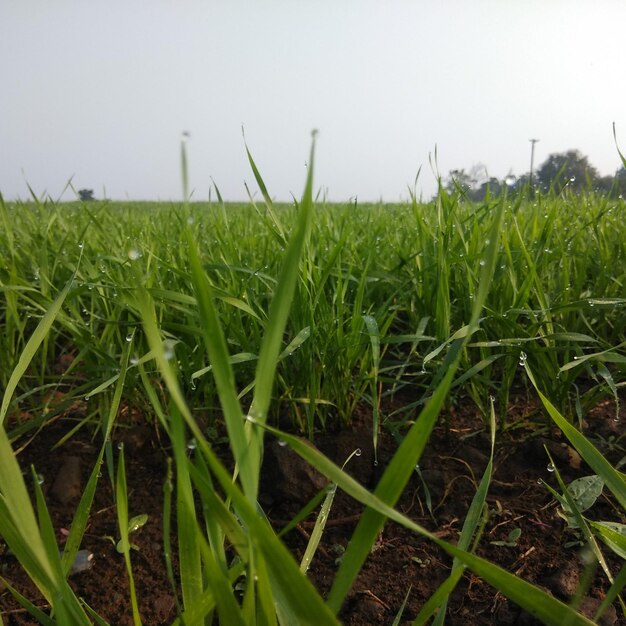 Close-up of crops growing on field against clear sky